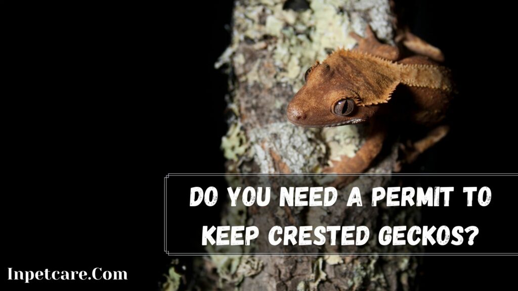 do you need a permit to keep crested geckos