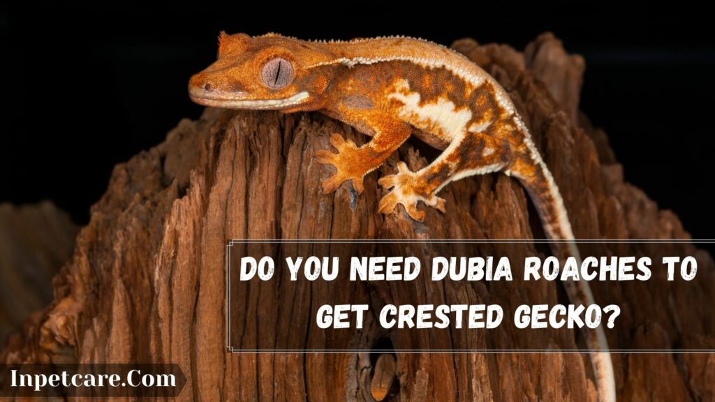 do you need dubia roaches to get crested gecko