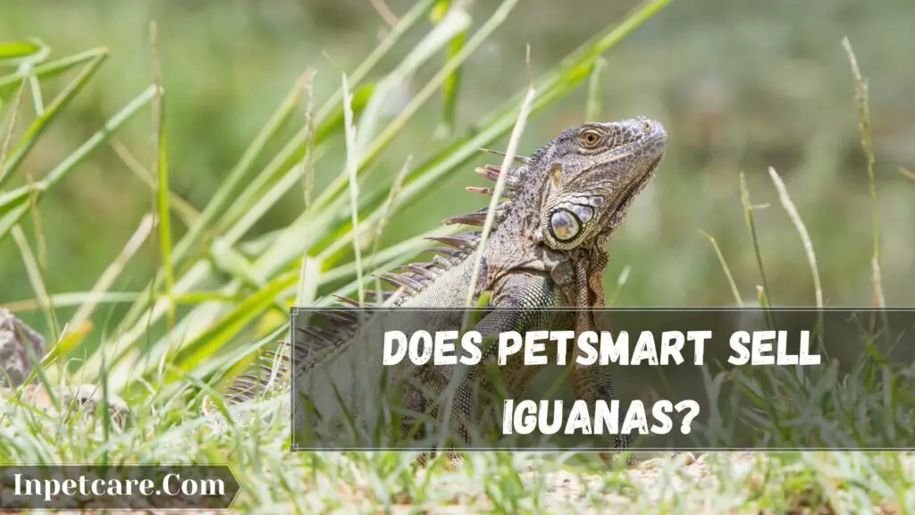 does petsmart sell iguanas
