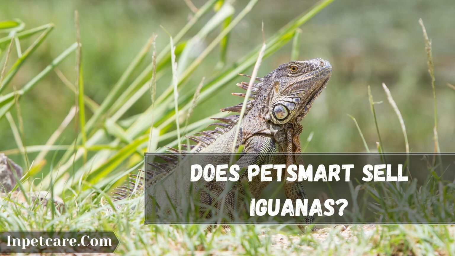 Does Petco Or Petsmart Sell Iguanas? If Yes, How Much For?