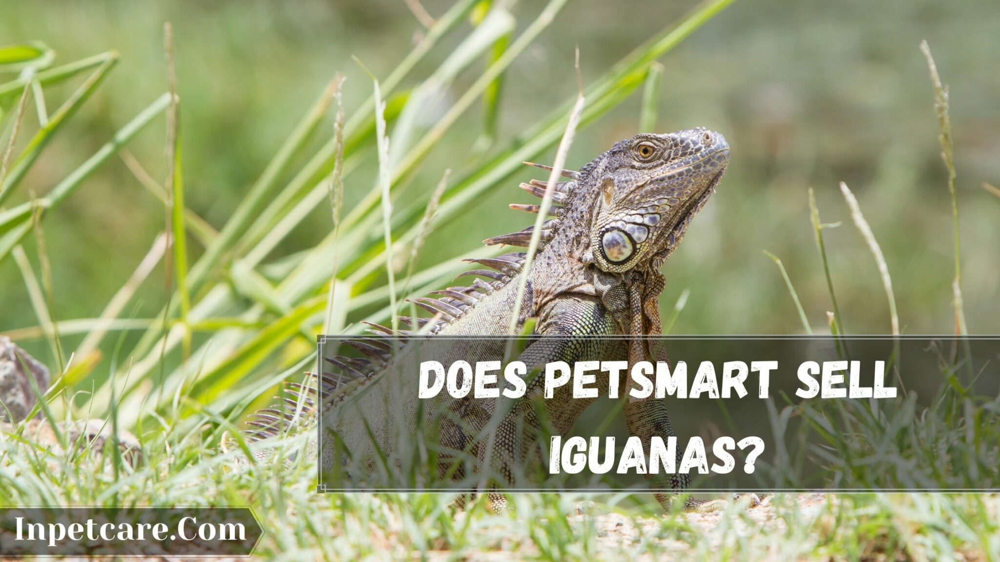 Does Petco Or Petsmart Sell Iguanas? If Yes, How Much For?