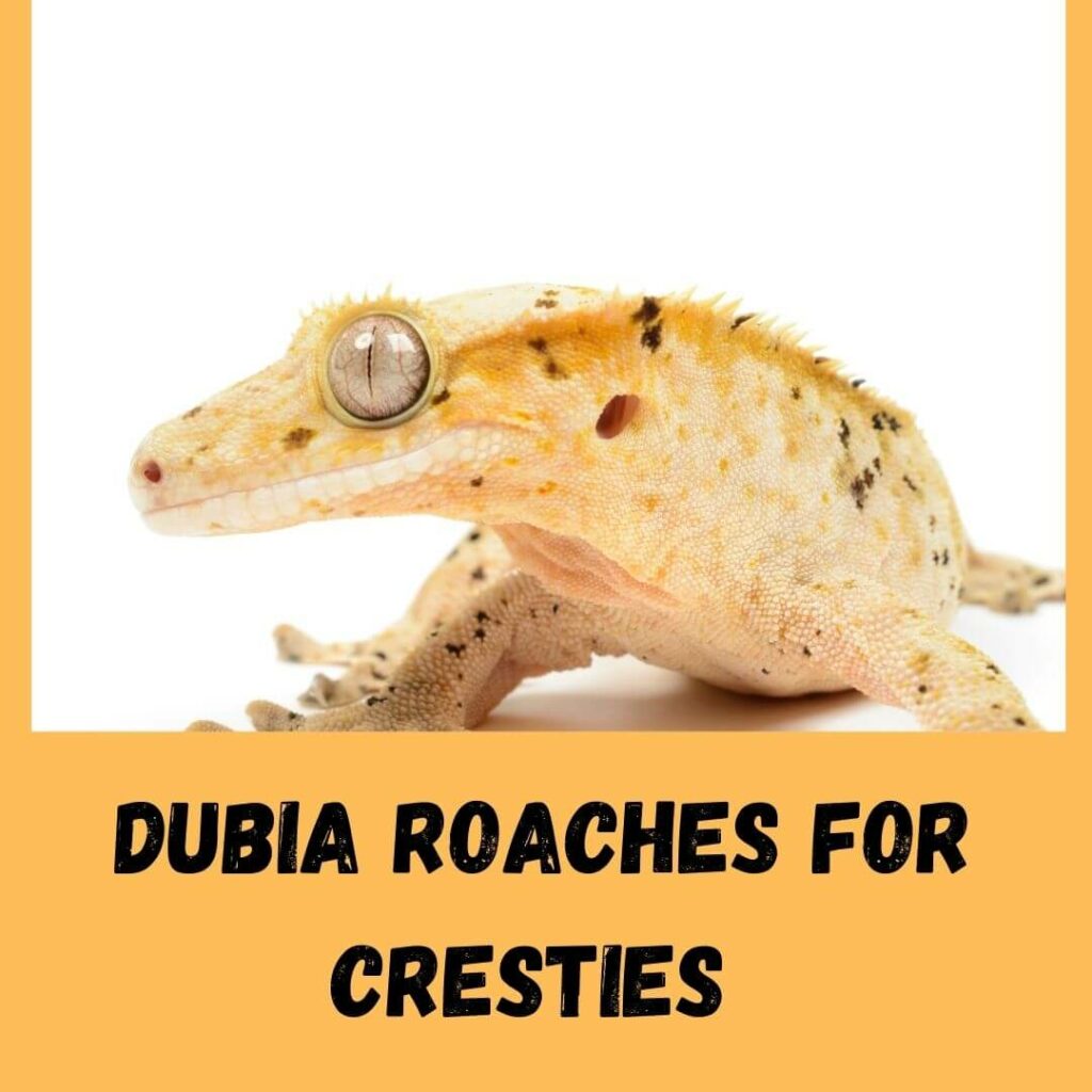dubia roaches for cresties