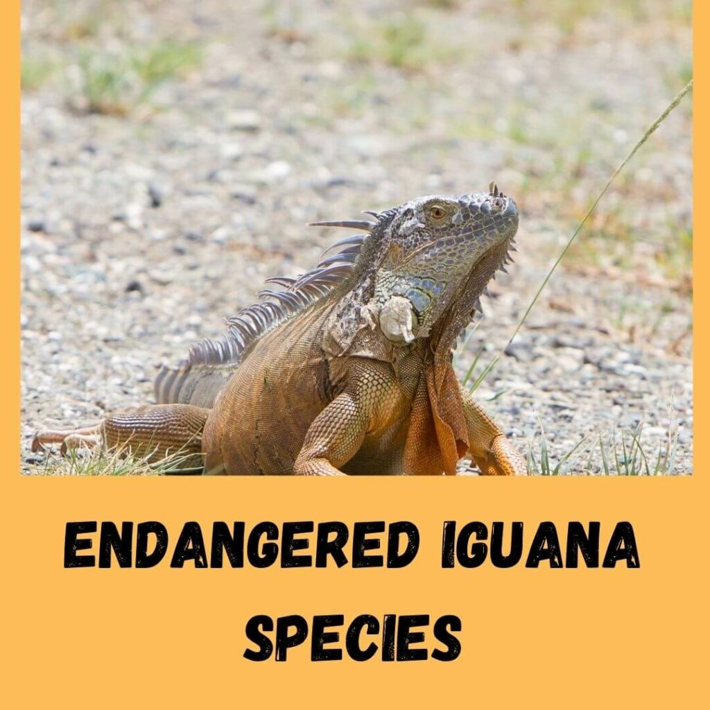 endangered iguana species