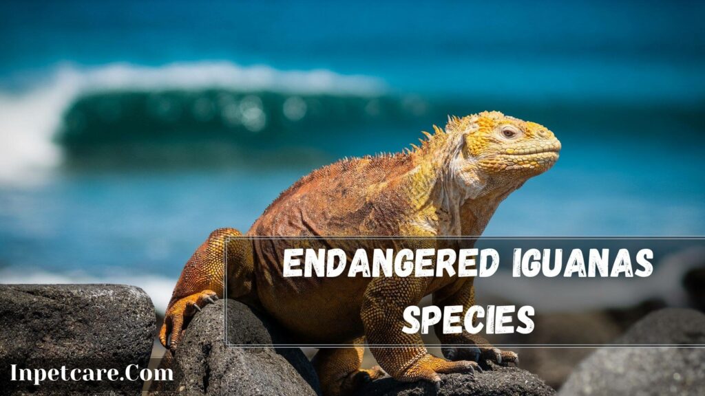 endangered iguanas species