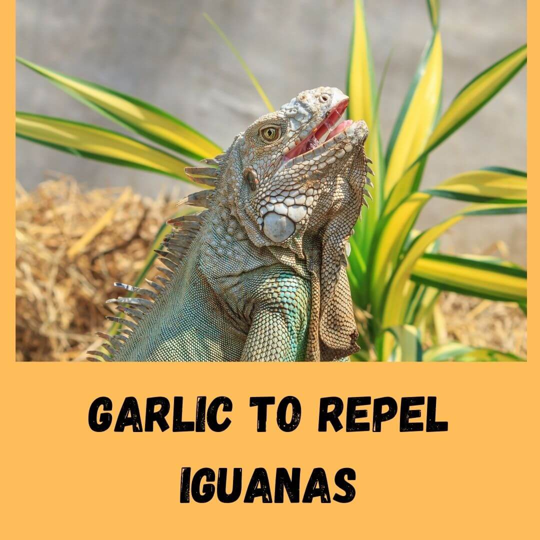 garlic to repel iguanas