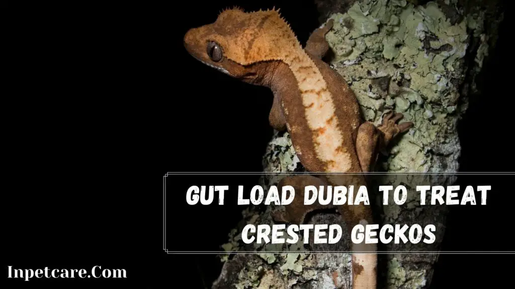 gut load dubia to treat crested geckos