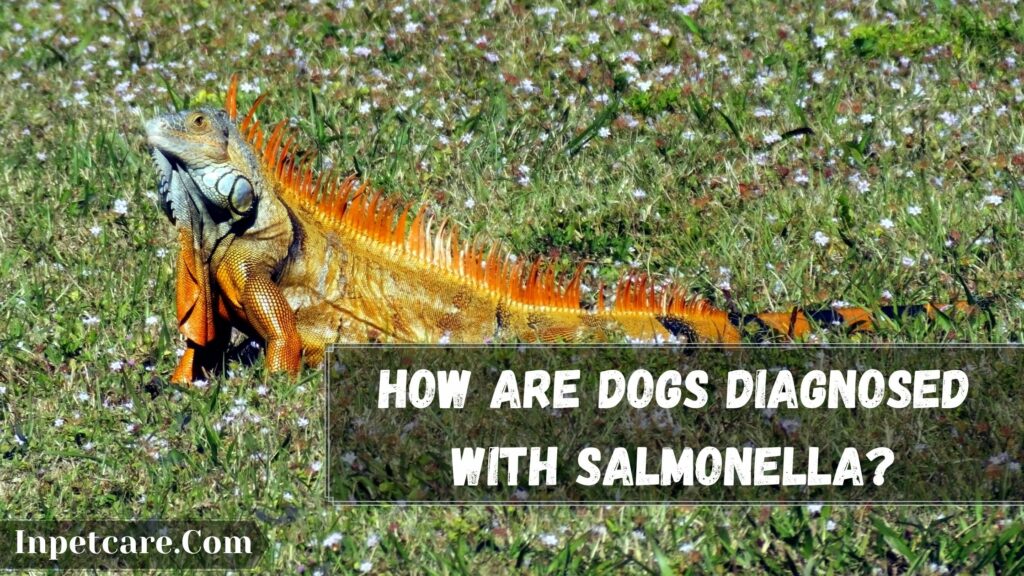 how are dogs diagnosed with salmonella
