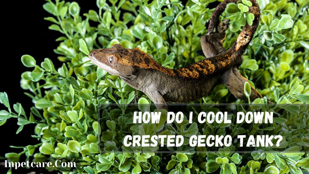 how do i cool down crested gecko tank