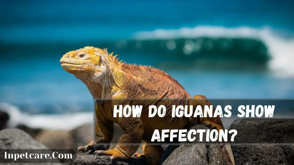 how do iguanas show affection
