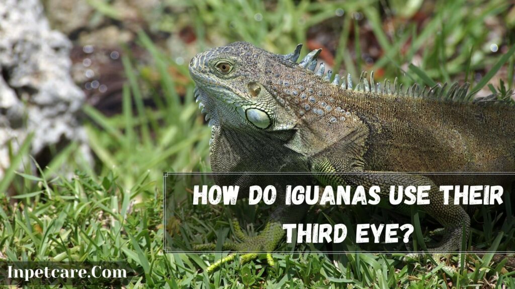 how do iguanas use their third eye