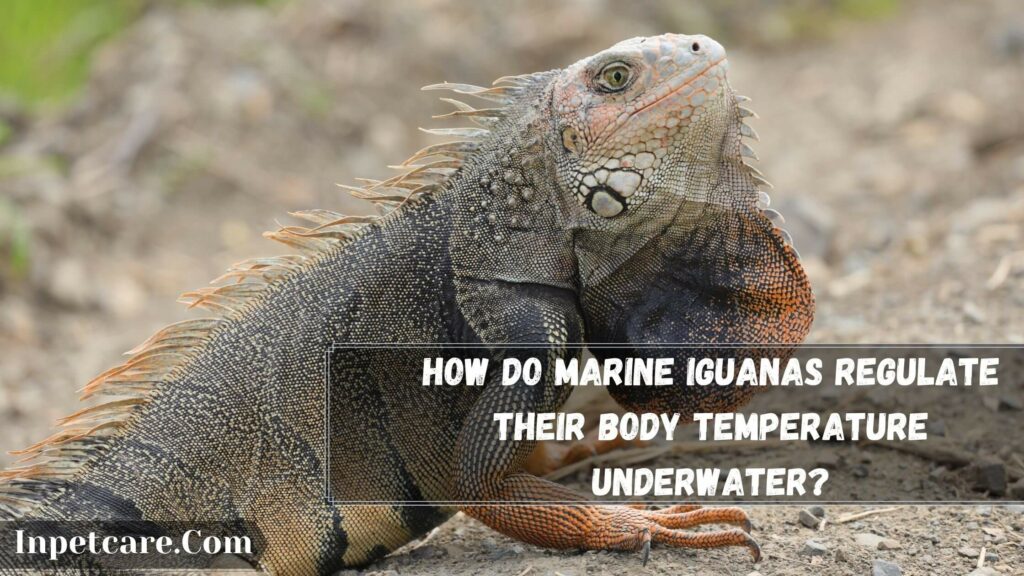 how do marine iguanas regulate their body temperature underwater