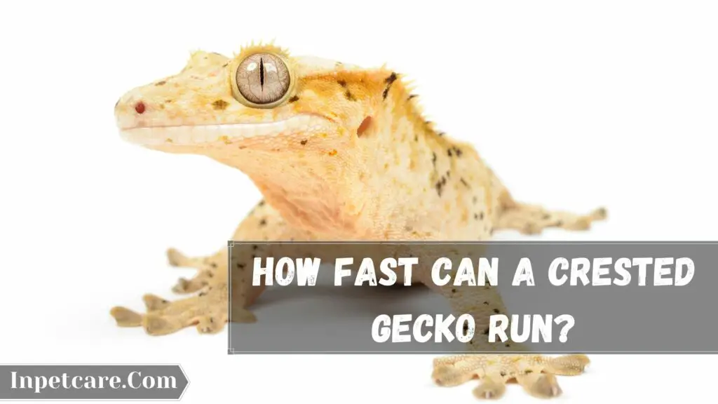 how fast can a crested gecko run