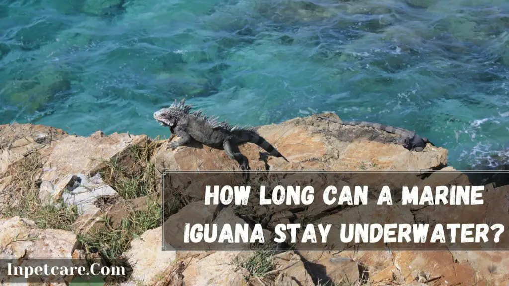 how long can a marine iguana stay underwater