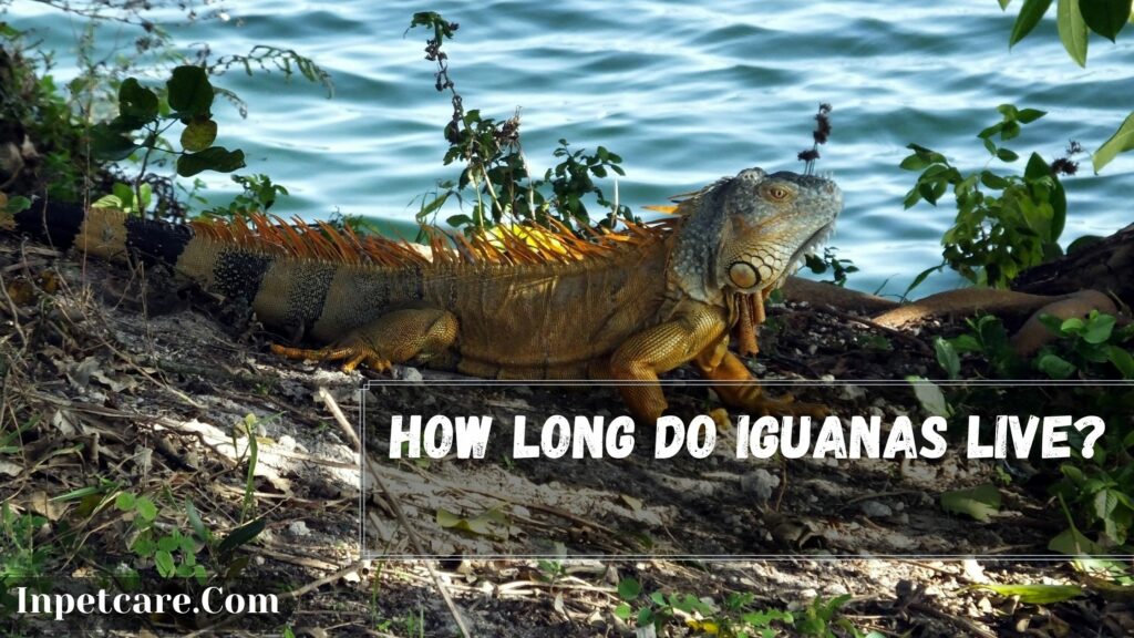 how long do iguanas live