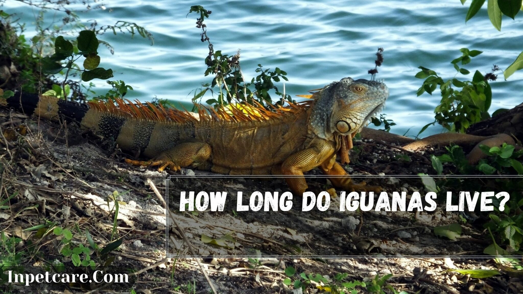 5 Iguanas Species Lifespan How Long Do Red Iguanas Live?