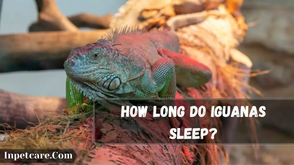 how long do iguanas sleep