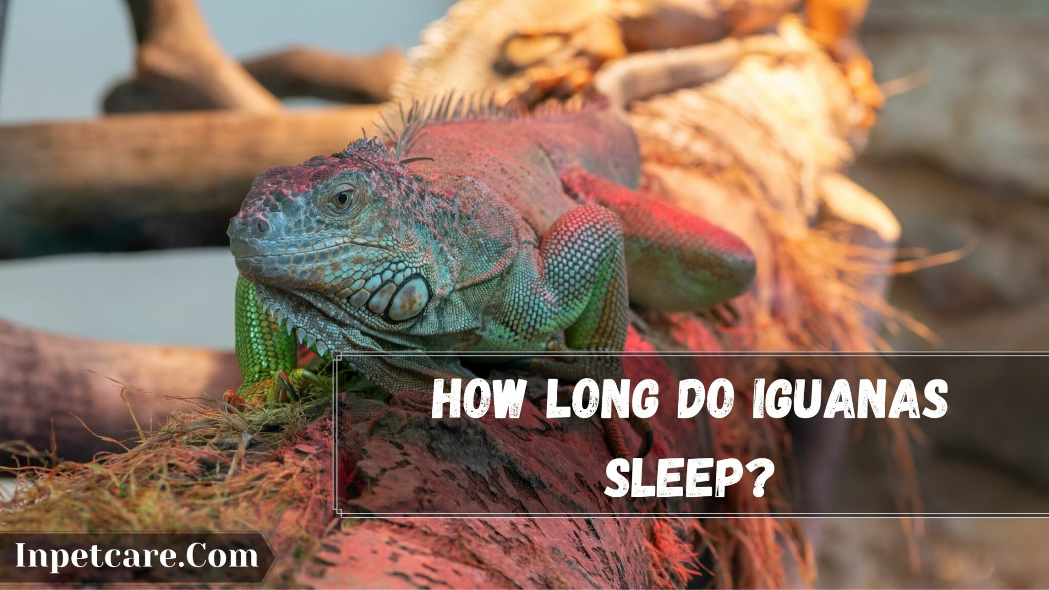 5 Iguanas Sleeping Behavior How Long Do Iguanas Sleep