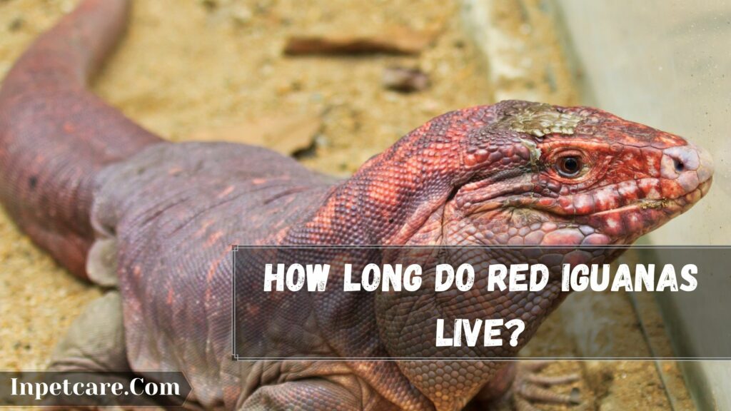 how long do red iguanas live