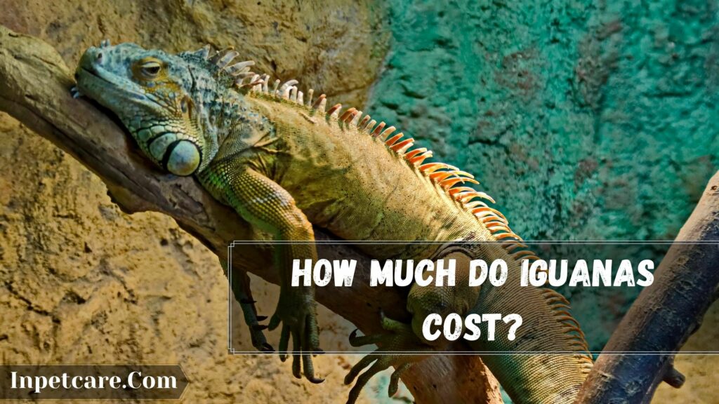 how much do iguanas cost