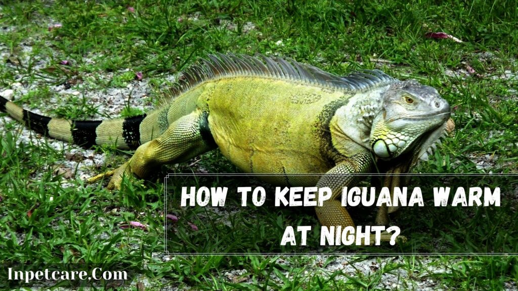 how to keep iguana warm at night