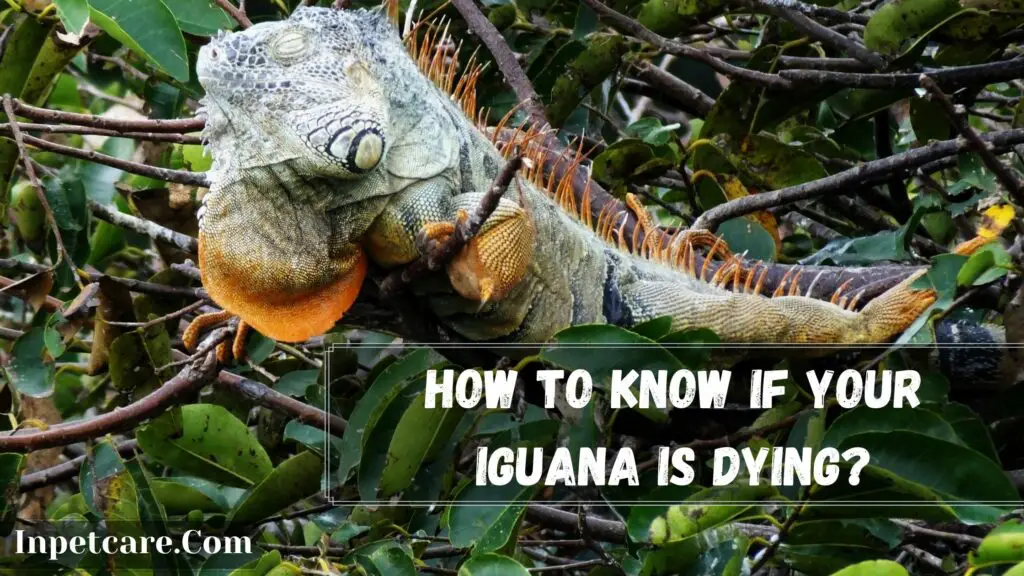 how to know if your iguana is dying