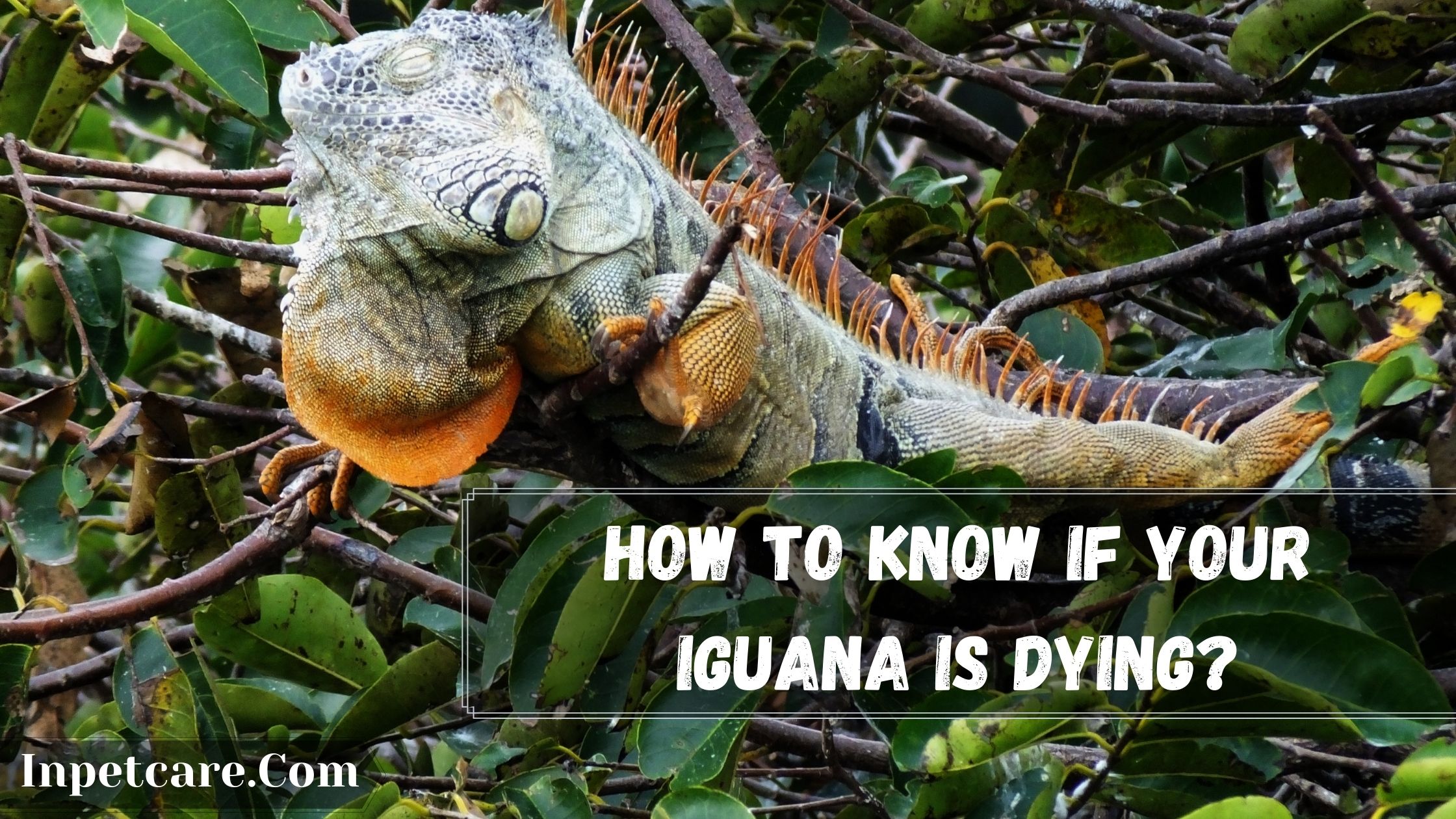 How To Know If Your Iguana Is Dying?
