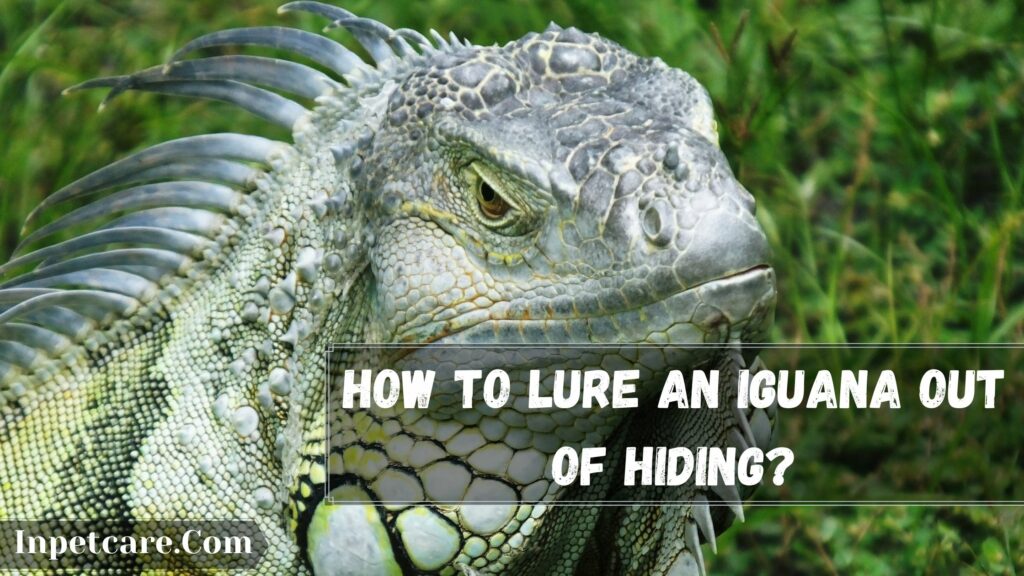 how to lure an iguana out of hiding