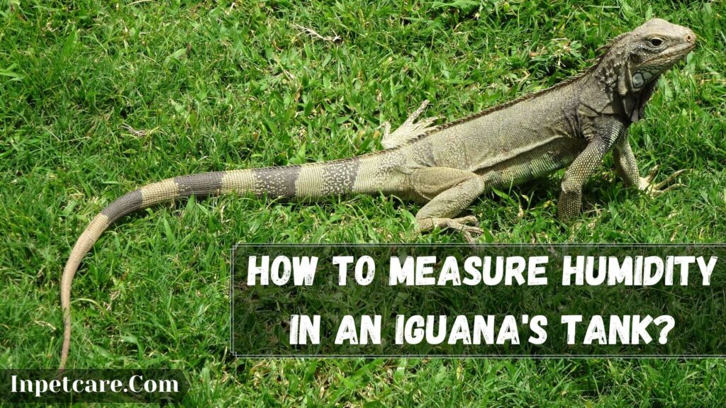 How To Keep Iguana Cage Humid? [5 Easy Ways]