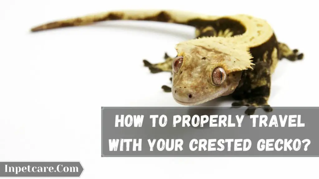 how to properly travel with your crested gecko
