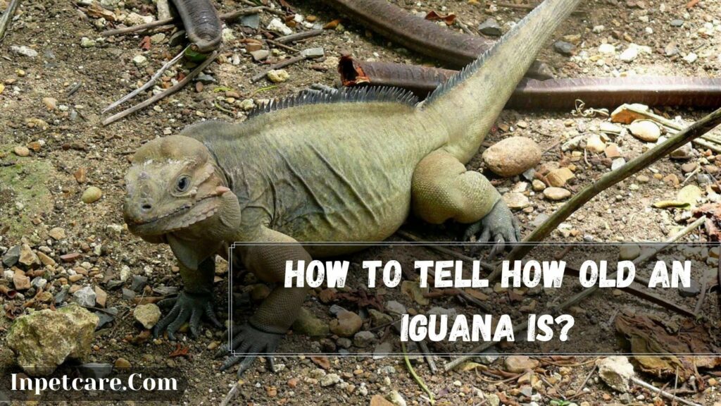 how to tell how old an iguana is