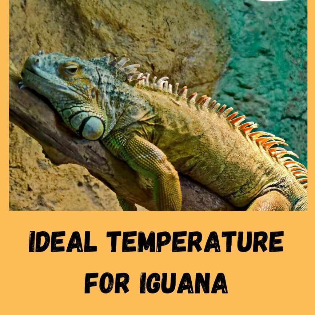 ideal temperature for iguana