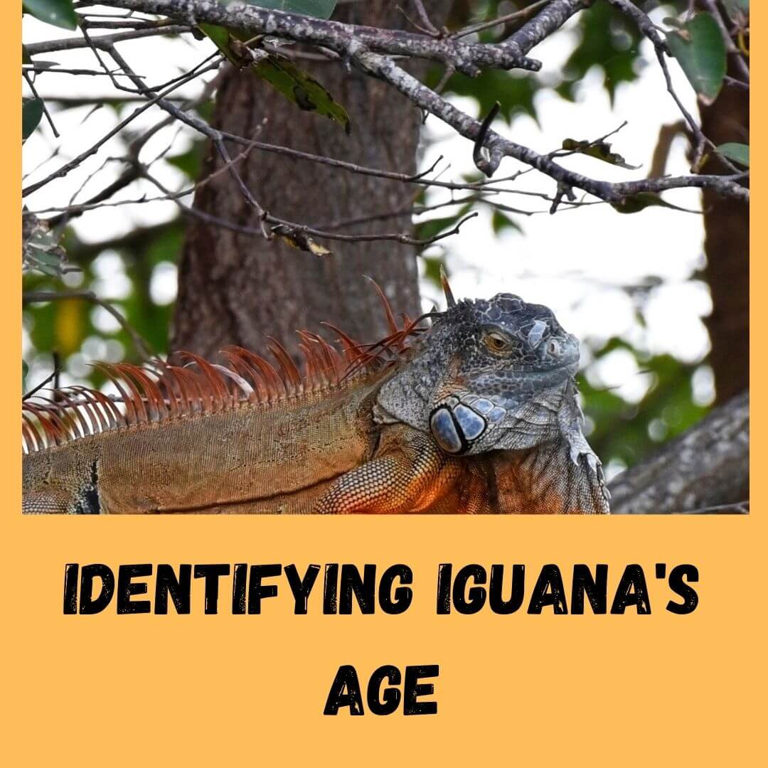 identifying iguana's age