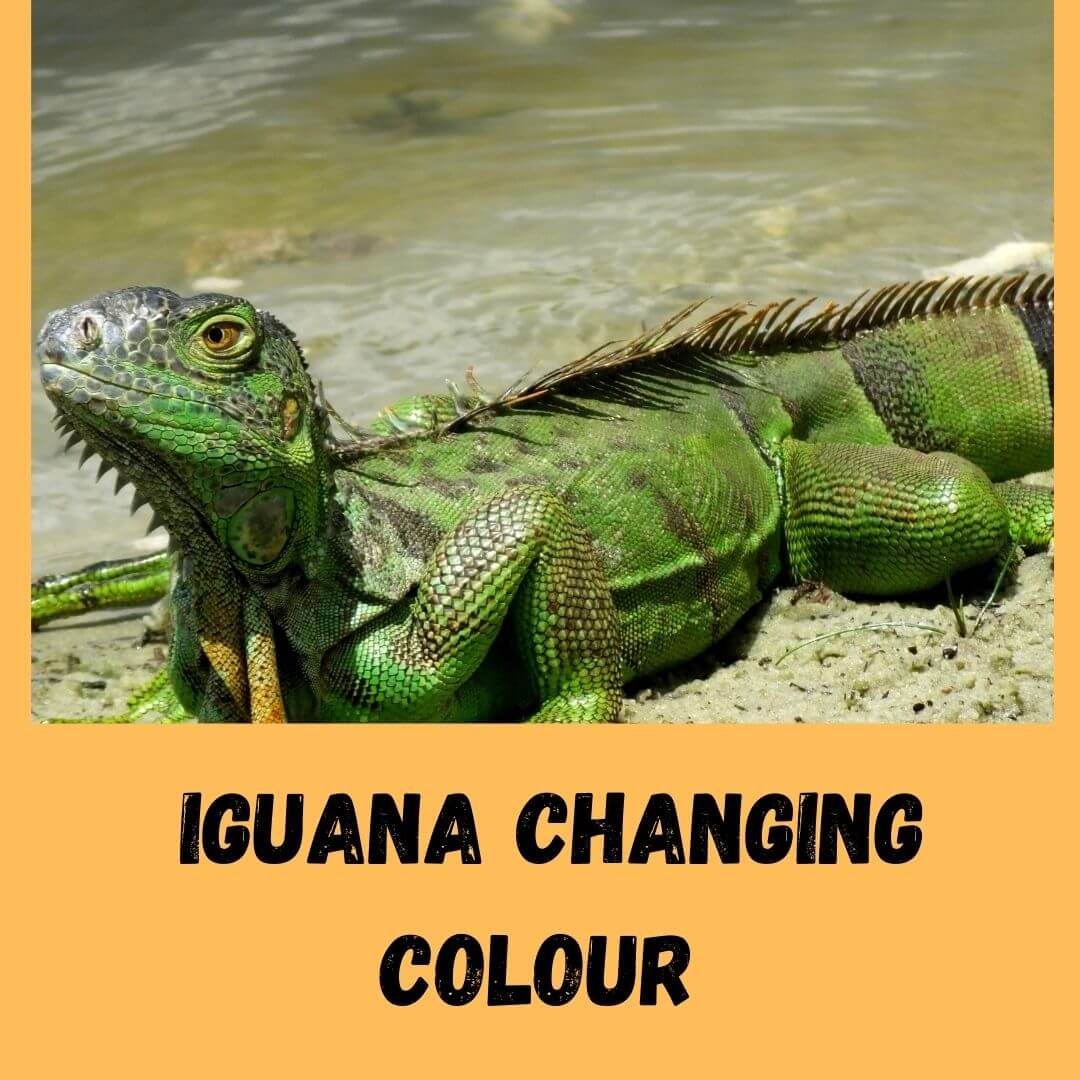 iguana changing colour