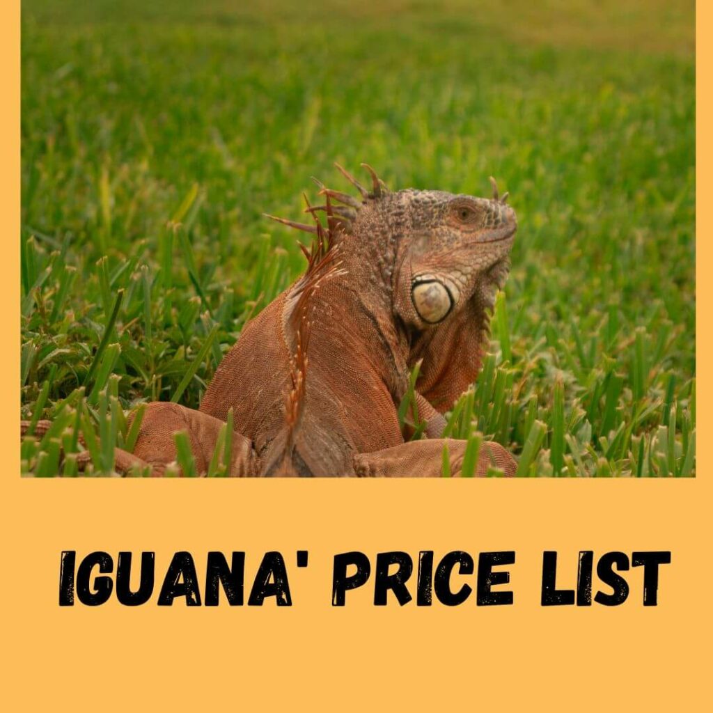 iguana' price list