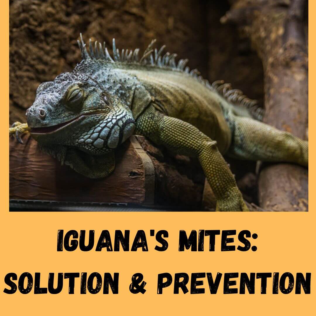 iguana's mites solution & prevention