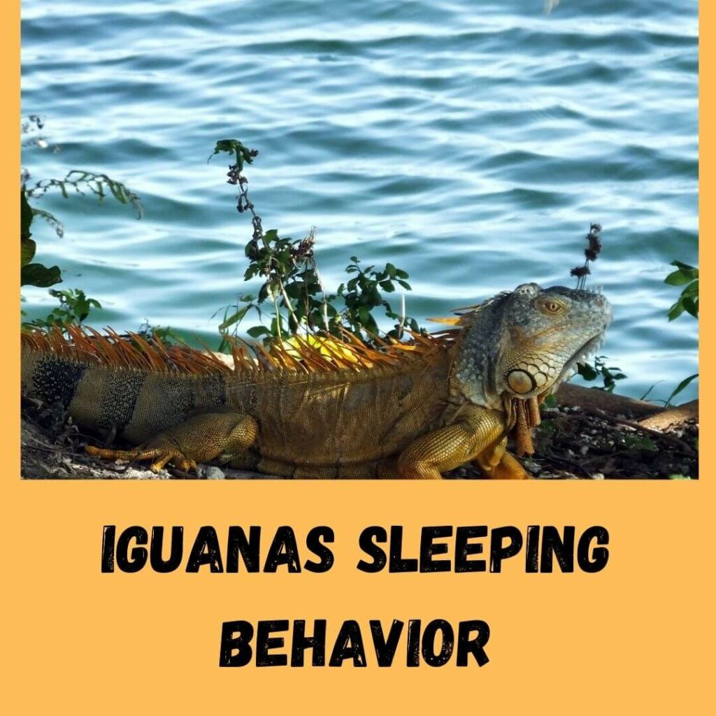 iguanas sleeping behavior