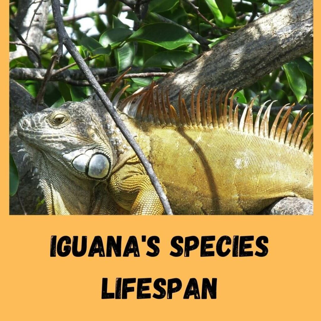 iguana's species lifespan