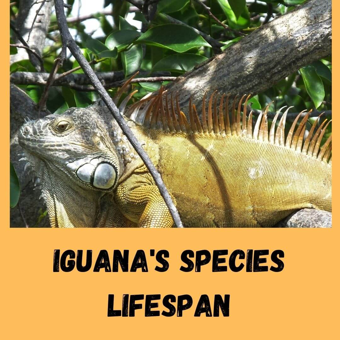 5 Iguanas Species Lifespan: How Long Do Red Iguanas Live?