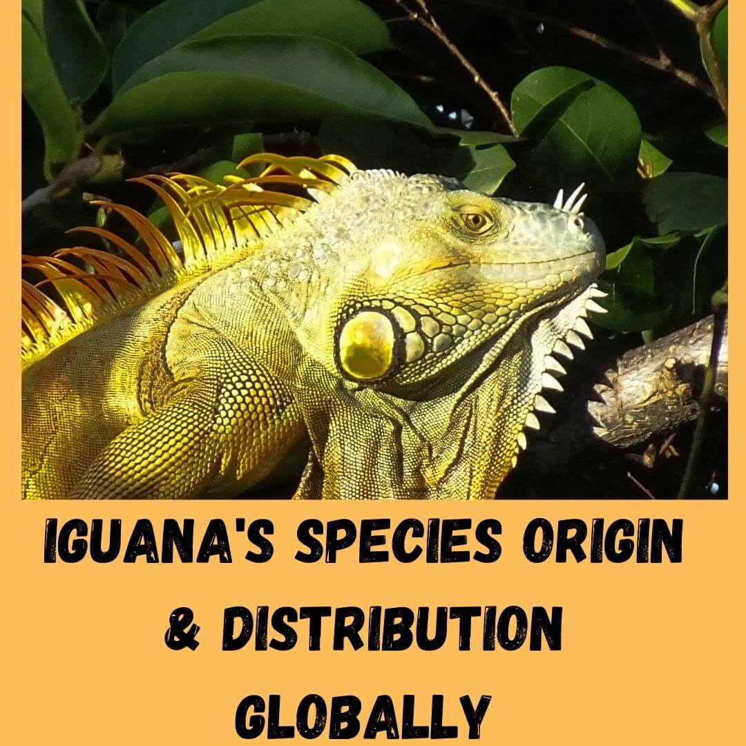 iguana's species origin & distribution globally