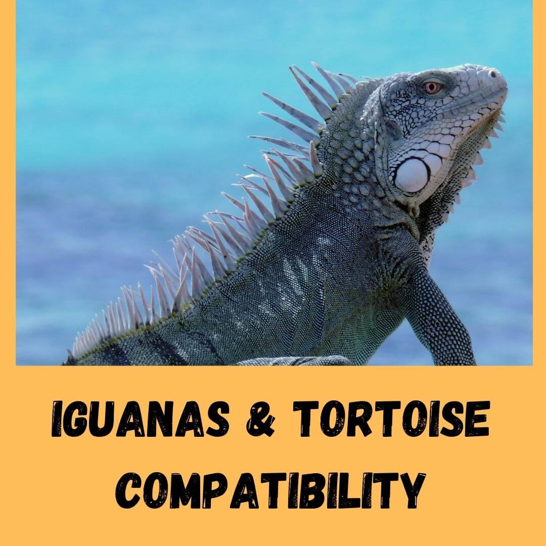 Can Iguanas And Tortoises Live Together?