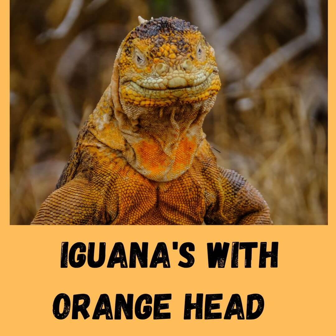 iguana's with orange head