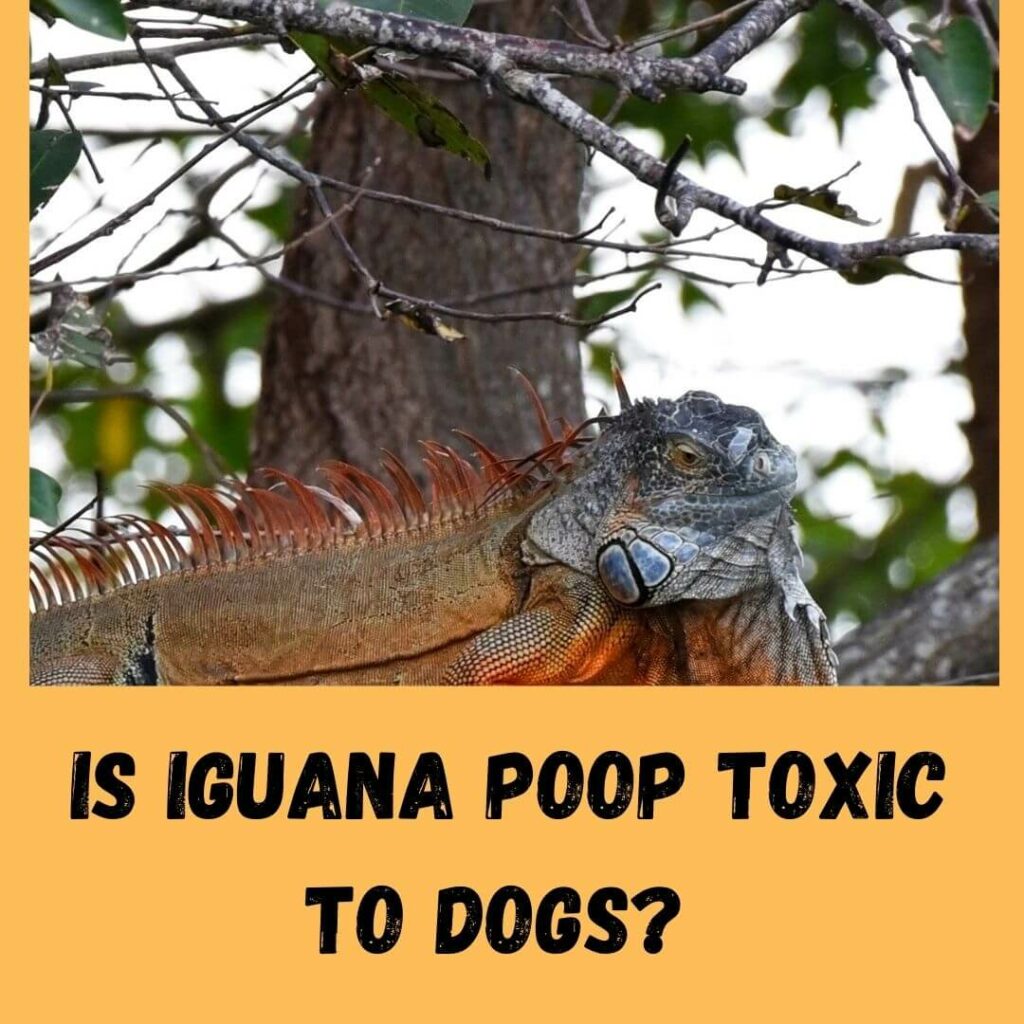 is iguana poop toxic to dogs