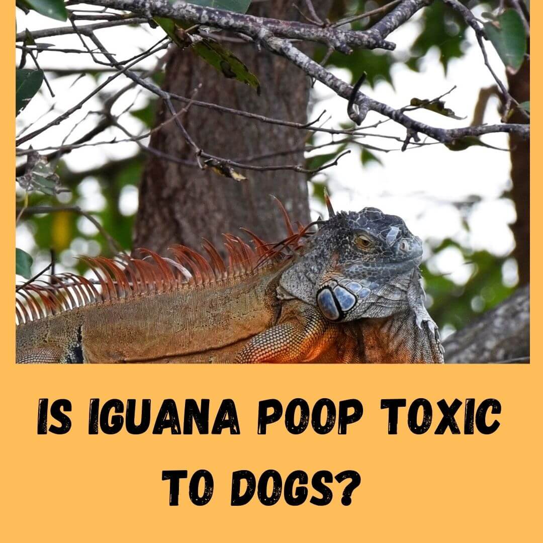 Is Iguana Poop Toxic To Dogs? [7 Poop Concerns]