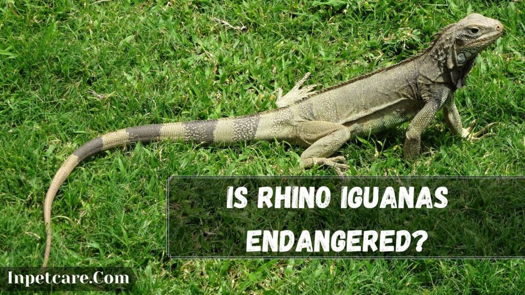 is rhino iguanas endangered