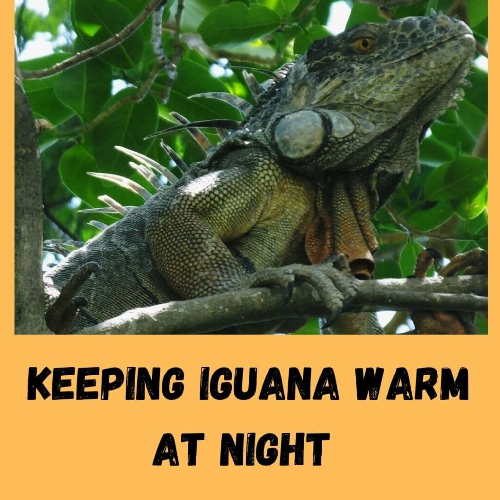 keeping iguana warm at night