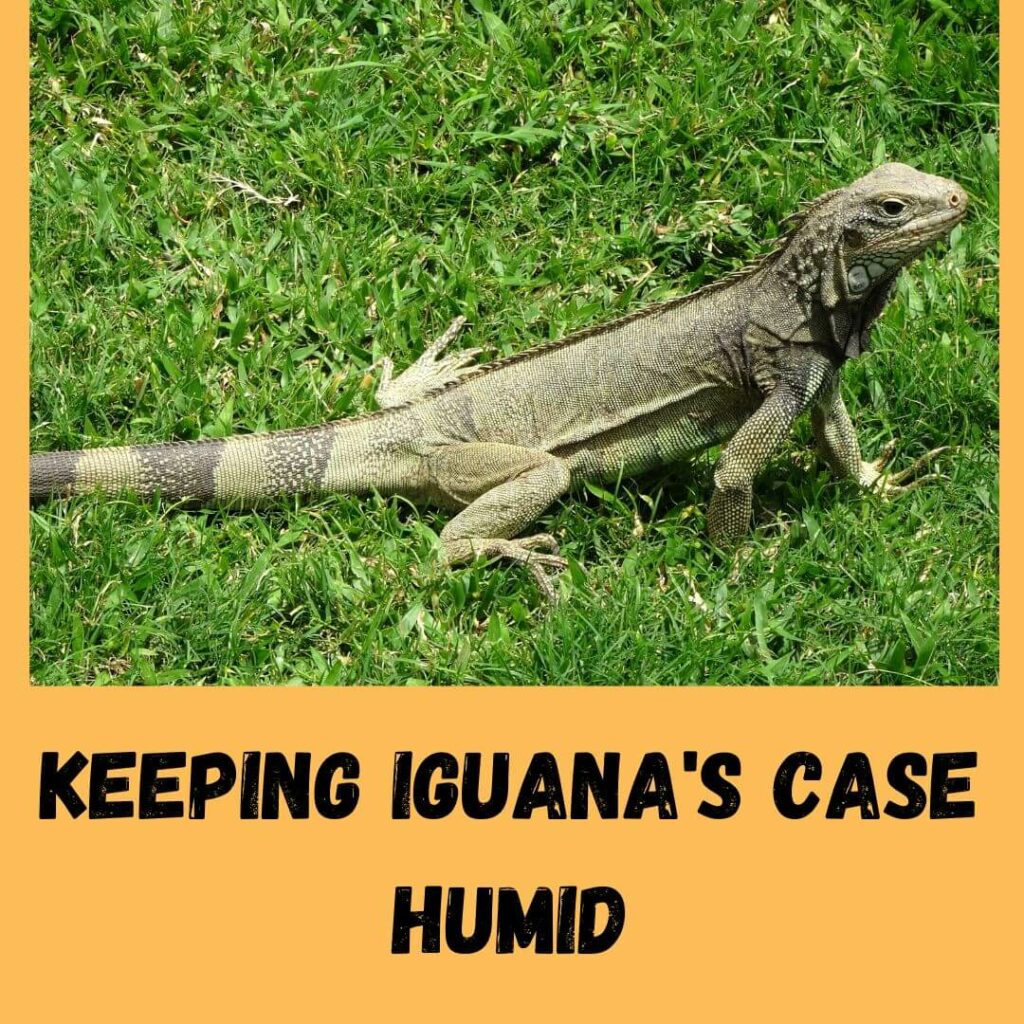 keeping iguana's case humid
