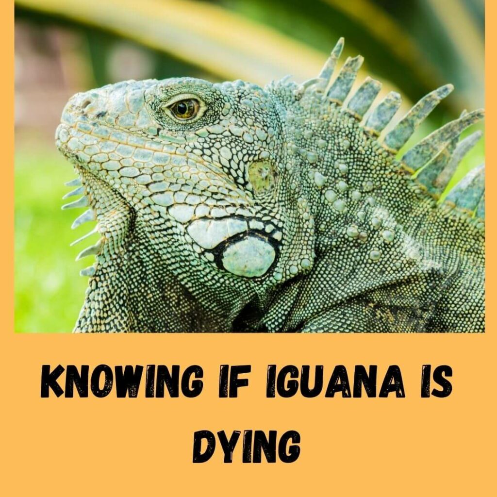 knowing if iguana is dying
