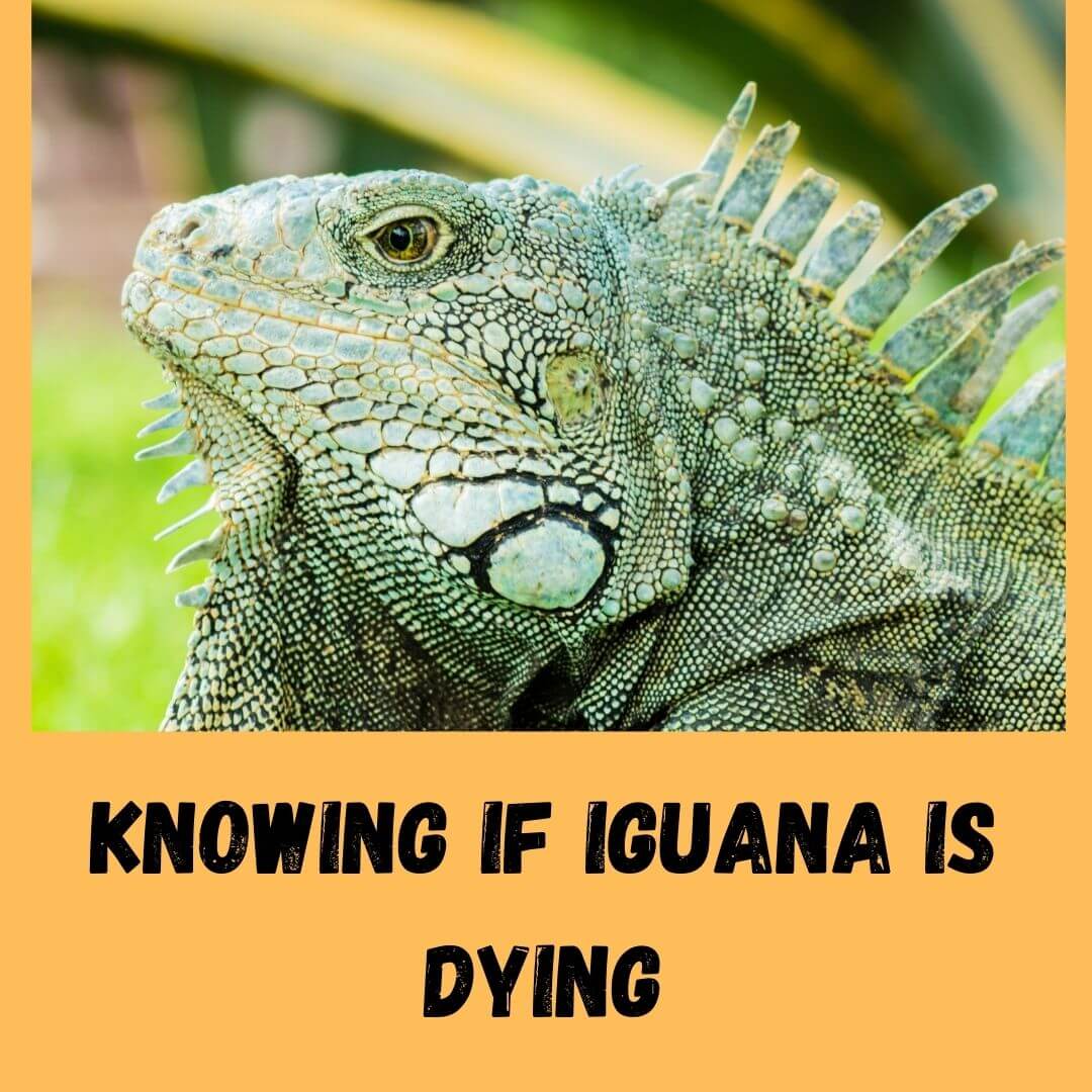 How To Know If Your Iguana Is Dying?