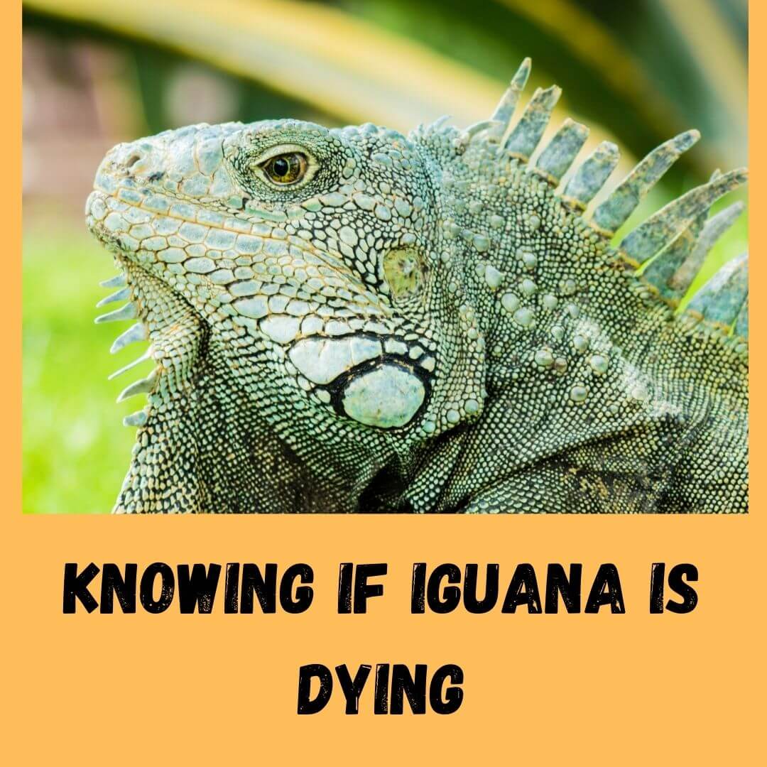 knowing if iguana is dying