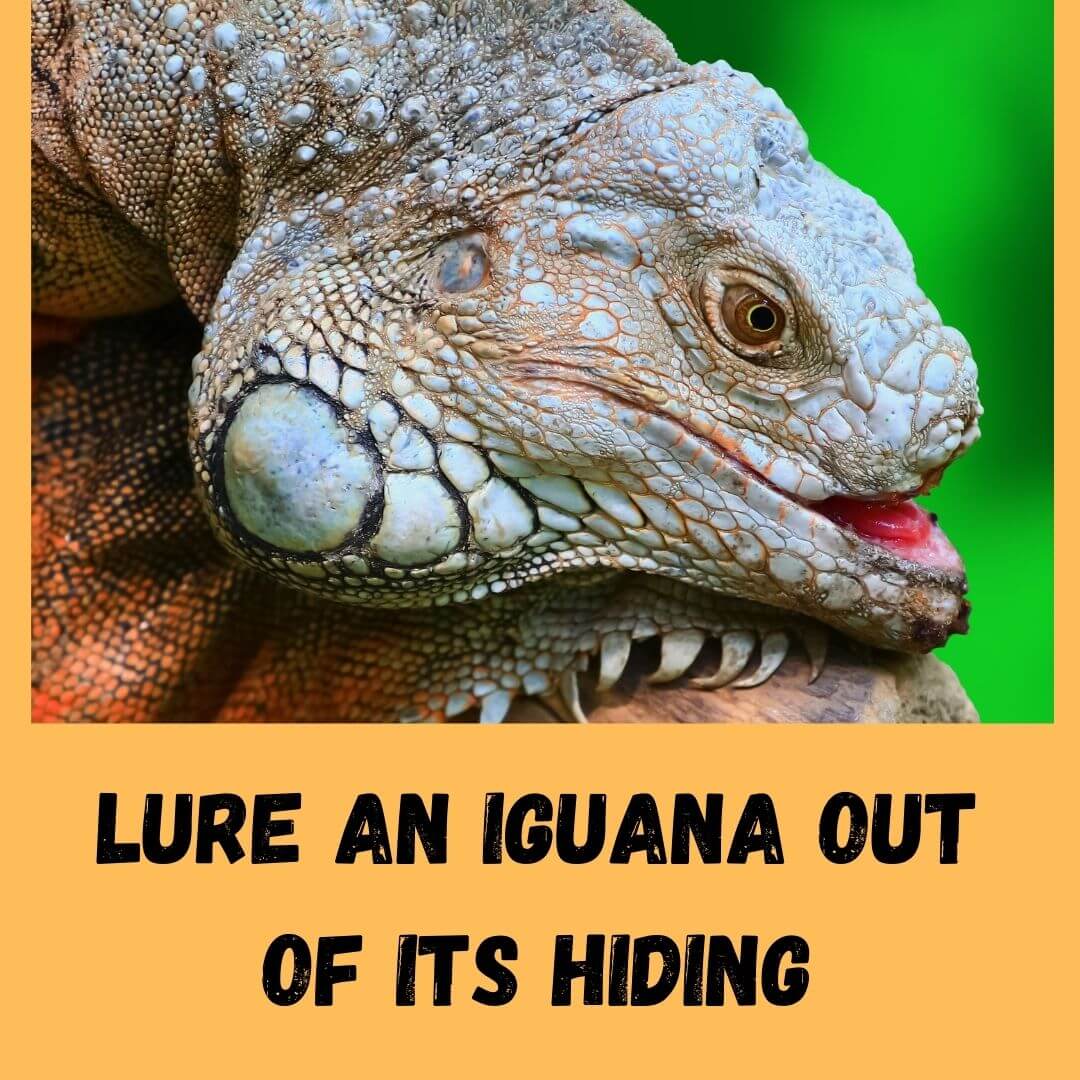lure an iguana out of its hiding